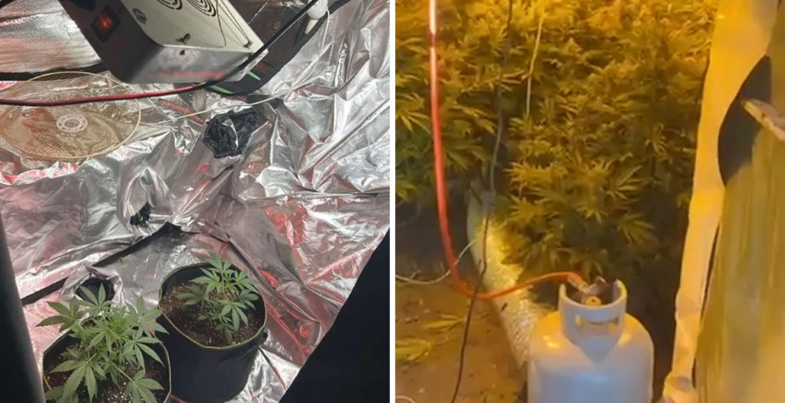 Η-ΕΛΑΣ.-εξάρθρωσε-κύκλωμα-καλλιέργειας-ναρκωτικών-στη-Ρόδο-–-Εντοπίστηκε-πλήρες-εργαστήριο-υδροπονικής-κάνναβης