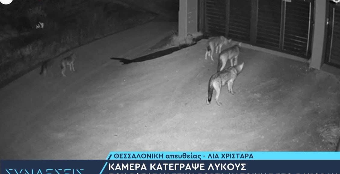 Δεν-είναι-εξοικειωμένοι-με-την-ανθρώπινη-παρουσία-οι-λύκοι-που-εμφανίστηκαν-σε-Πανόραμα-και-Θέρμη