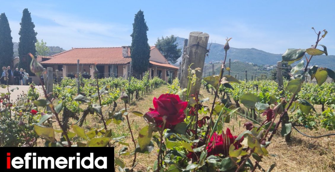 Ιδέες-για-το-Σαββατοκύριακο:-Γευσιγνωσία-σε-αμπελώνες,-δράσεις-για-παιδιά,-Τai-chi-στο-πάρκο-vinyl-market