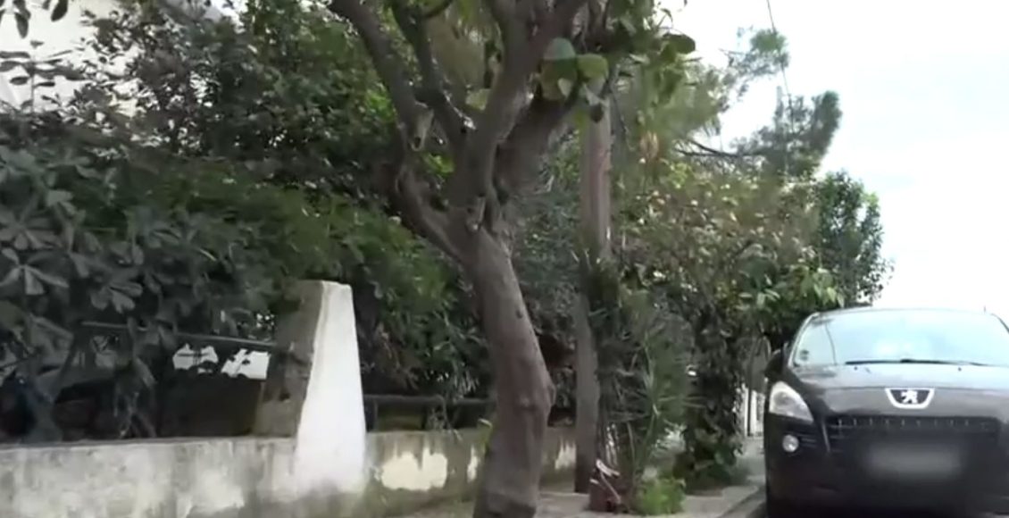 Τραγωδία-στην-Ελευσίνα:-«Υπήρχε-ένα-δέντρο-με-ένα-εξόγκωμα-που-προκάλεσε-στην-πεθερά-μου-ακατάσχετη-αιμορραγία»