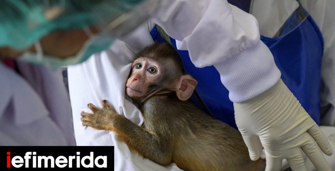 Μία-σε-βάθος-έρευνα-για-τα-πειράματα-στα-ζώα:-Τα-μυστικά-εργαστήρια,-οι-ιατρικές-ανακαλύψεις,-η-αντιπαράθεση