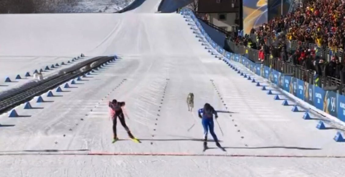 Χειμερινοί-Ολυμπιακοί-Αγώνες:-Λυκόσκυλο-μπήκε-στην-πίστα-και-έτρεχε-με-τις-αθλήτριες