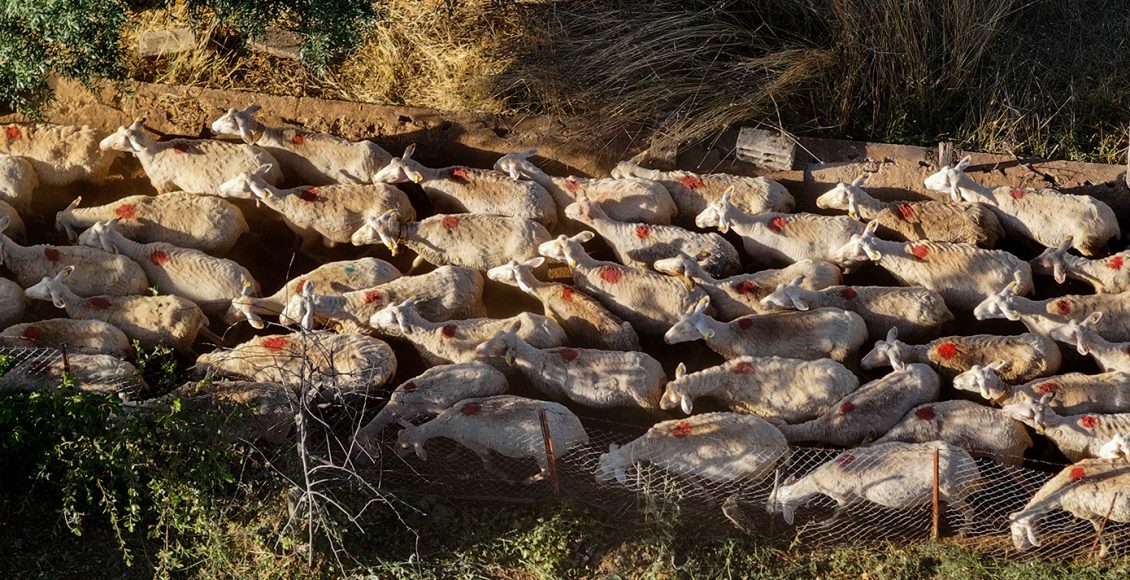 Συμπληρωματικό-πόρισμα-από-την-Αρχή-για-το-Ξέπλυμα,-με-κεντρικό-πρόσωπο-γνωστό-αγροτοσυνδικαλιστή-της-Κρήτης