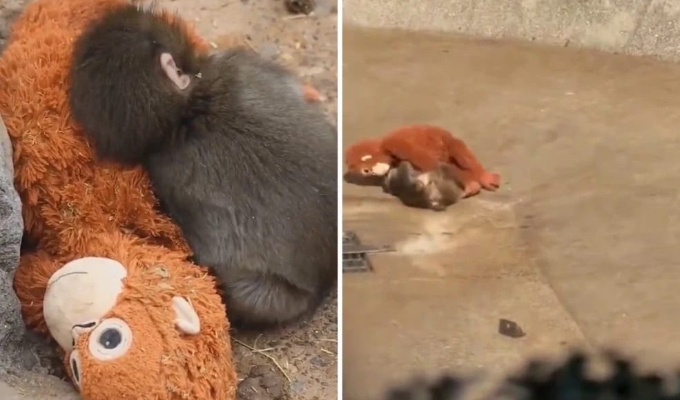 Ραγίζει-καρδιές-ένα-μωρό-πιθηκάκι-που-εγκαταλείφθηκε-από-την-μητέρα-του-και-βρήκε-παρηγοριά-σε-έναν-λούτρινο-ουρακοτάγκο