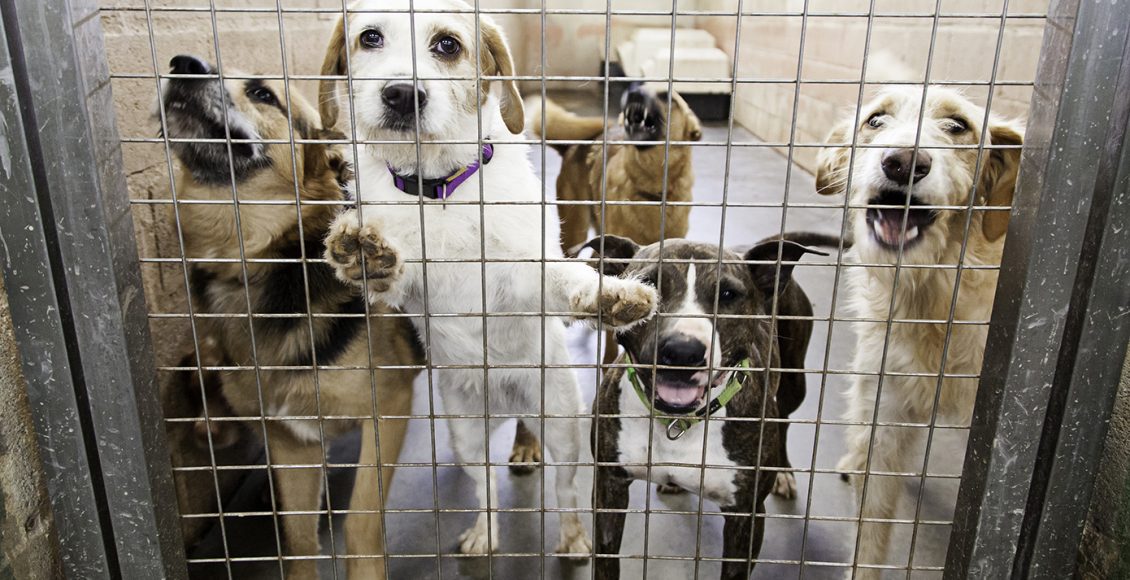 Χειροπέδες-σε-55χρονο-που-είχε-στη-μονοκατοικία-του-68-σκυλιά-–-«Καμπάνα»-68.500-ευρώ-για-τις-ακαταλλάλες-συνθήκες-που-ζούσαν-τα-ζώα
