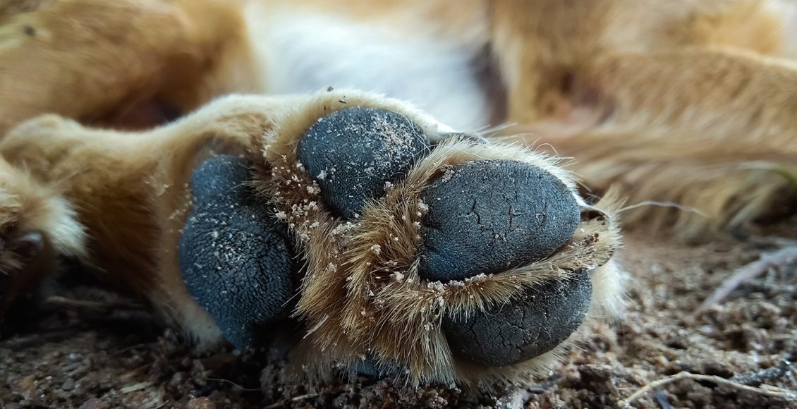 Εγκατέλειψε-δύο-κουτάβια-στην-Ασπροβάλτα-–-Δικογραφία-και-πρόστιμα-ύψους-άνω-των-65.000-ευρώ-σε-62χρονο