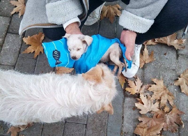 Πρόστιμο-65.000-ευρώ-σε-62χρονο-που-εγκατέλειψε-δύο-κουτάβια-ενός-μηνός-στην-Ασπροβάλτα