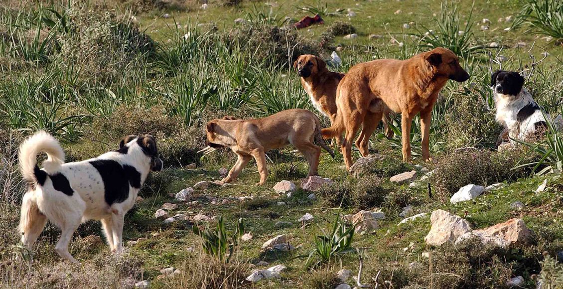 Αδέσποτα-σκυλιά-επιτέθηκε-σε-γυναίκα-και-την-κόρη-της-–-Ανέβηκαν-σε-αυτοκίνητο-για-να-σωθούν