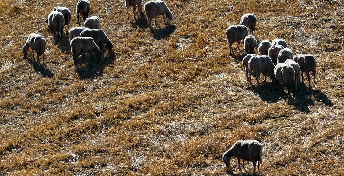 Συνεχίζονται-τα-μέτρα-αστυνόμευσης-κατά-της-ευλογιάς-των-αιγοπροβάτων-–-Αρκετές-συλλήψεις