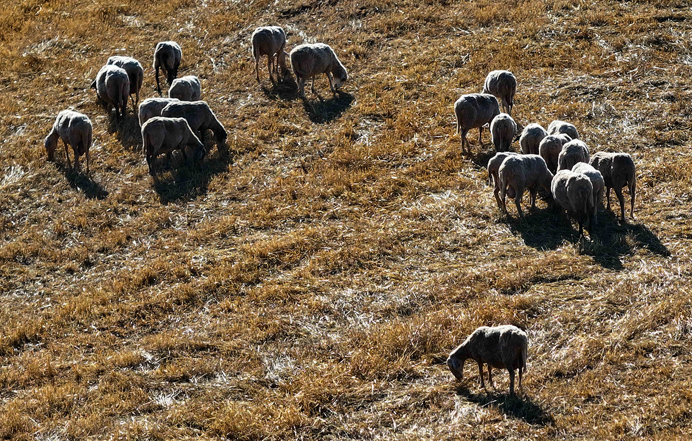 Συνεχίζονται-τα-μέτρα-αστυνόμευσης-κατά-της-ευλογιάς-των-αιγοπροβάτων-–-Αρκετές-συλλήψεις