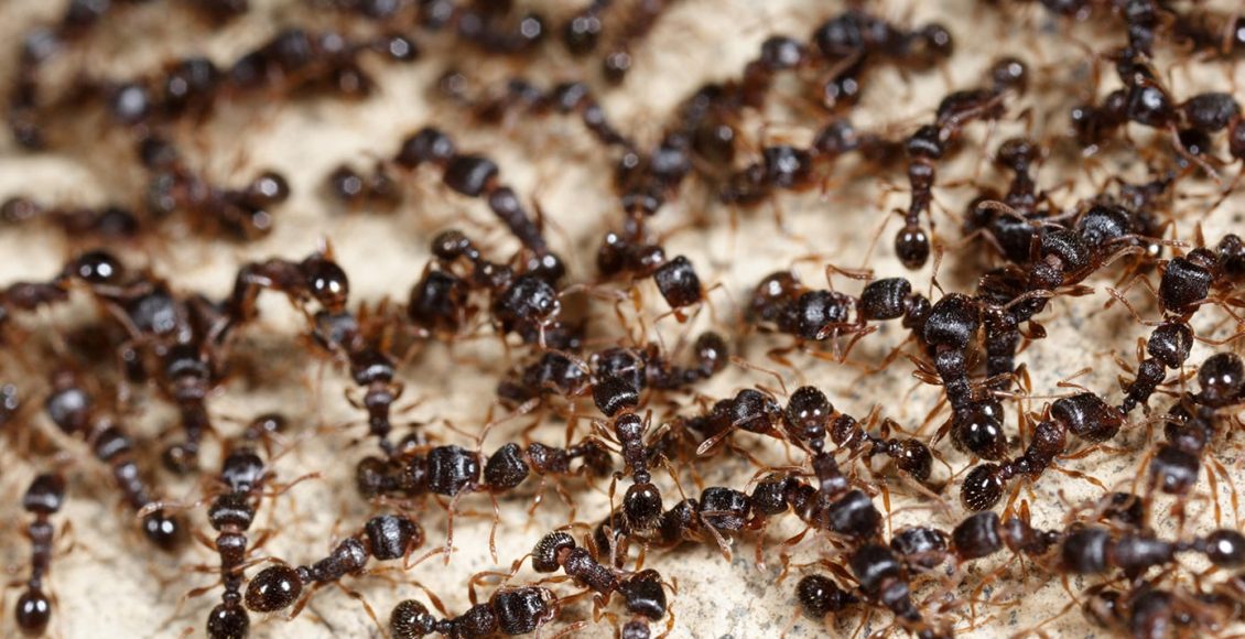 Κένυα:-Συνελήφθη-άνδρας-που-προσπάθησε-να-εξαγάγει-λαθραία-μέσα-στις-αποσκευές-του-2.000-ζωντανά-μυρμήγκια