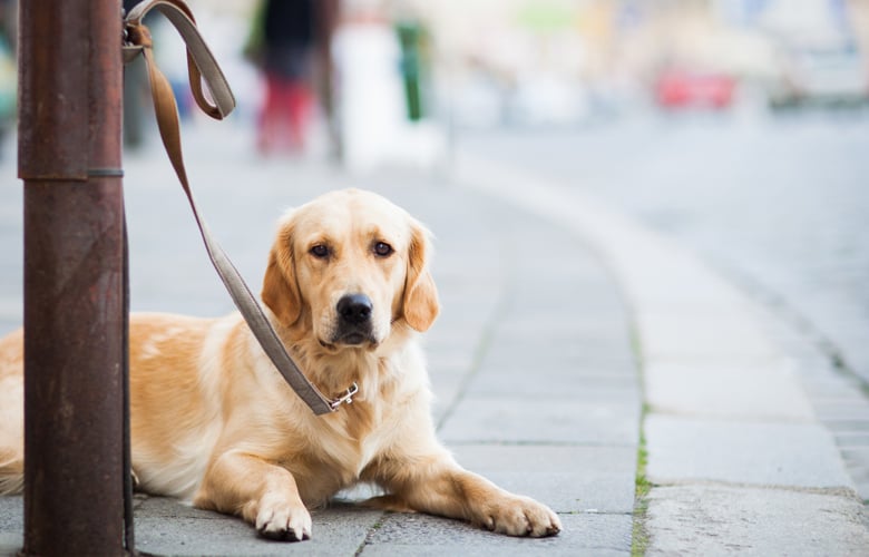 Σύλληψη-δύο-ατόμων-για-βαναυσότητα-σε-σκύλο