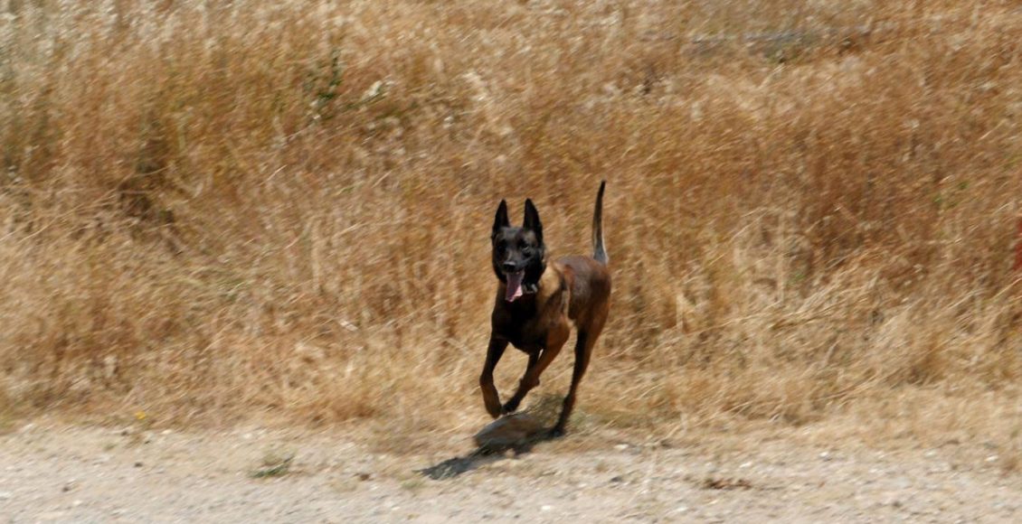 Σε-κρίσιμη-κατάσταση-παραμένει-η-Γερμανίδα-τουρίστρια-στο-Λιτόχωρο-–-Την-κατασπάραξε-αγέλη-σκυλιών