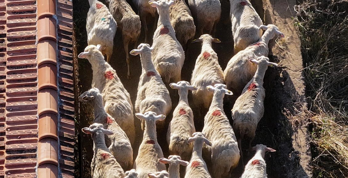 Συνελήφθη-κτηνοτρόφος-στη-Θεσσαλονίκη-για-βόσκηση-400-αιγοπροβάτων-εκτός-ποιμνιοστασίου