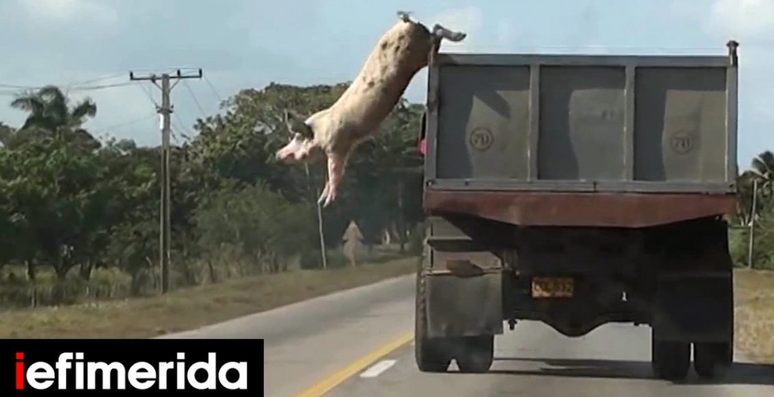 «Ζωικός-Καπιταλισμός»-στο-ΕΜΣΤ:-Ενα-διήμερο-που-θα-αλλάξει-τη-σκέψη-και-μάλλον-και-τη-διατροφή-σου