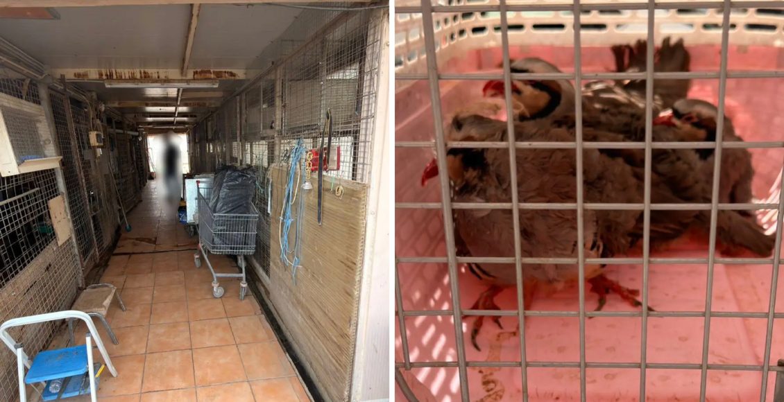 Άφαντος-ο-αρχιτέκτονας-που-είχε-στήσει-μαντρί-σε-ταράτσα-στους-Αμπελόκηπους-–-Η-καταγγελία-το-2014,-το-μποστάνι-και-οι-ιχθυοκαλλιέργειες