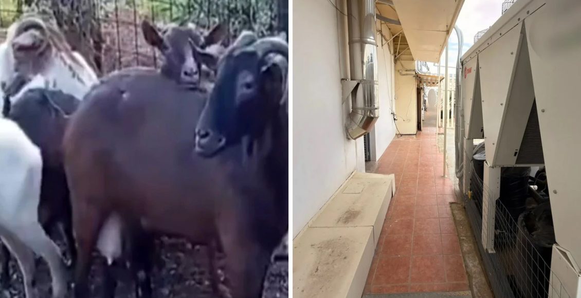 Παραμένει-άφαντος-ο-αρχιτέκτονας-που-είχε-στήσει-μαντρί-σε-πολυκατοικία-στους-Αμπελόκηπους-–-Το-τυροκομείο-και-το-παρελθόν-του-πατέρα-του