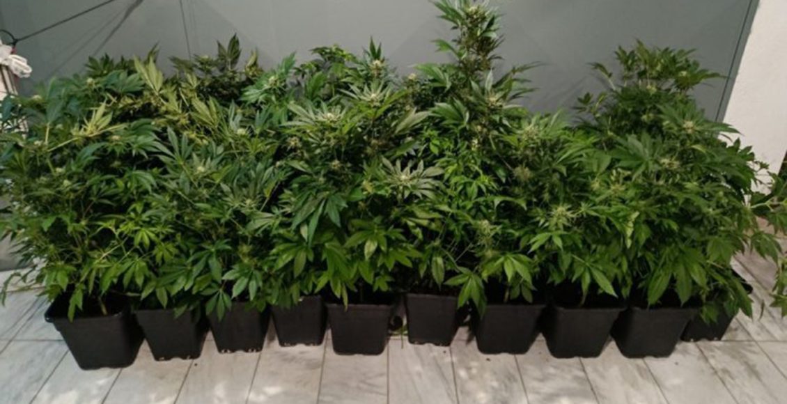 47χρονος-είχε-στήσει-εργαστήριο-υδροπονικής-καλλιέργειας-κάνναβης-σε-διαμέρισμα-στη-Θεσσαλονίκη