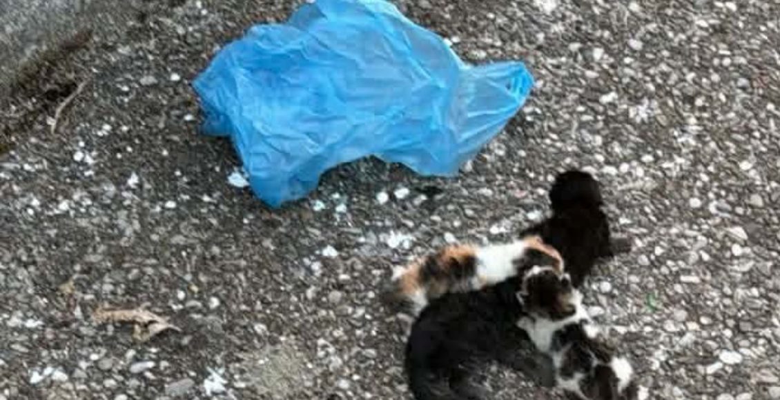 Θρίλερ-στο-Αγρίνιο-με-τέσσερα-γατάκια-σε-πλαστική-σακούλα-–-Συνελήφθη-άνδρας-μετά-από-καταγγελία