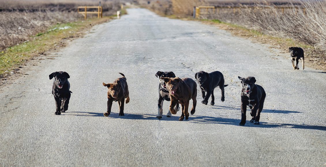 Στη-δικαιοσύνη-η-υπόθεση-με-τις-φόλες-σε-21-σκυλιά-στον-Βάβδο-–-Σε-πλήρη-εξέλιξη-οι-έρευνες