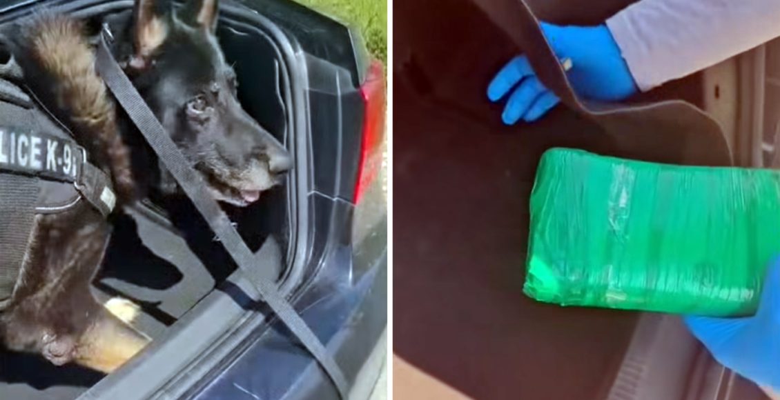 Αστυνομικός-σκύλος-στη-Θεσσαλονίκη-«ξετρύπωσε»-πάνω-από-ένα-κιλό-κοκαΐνης-σε-πορτμπαγκάζ-αυτοκινήτου