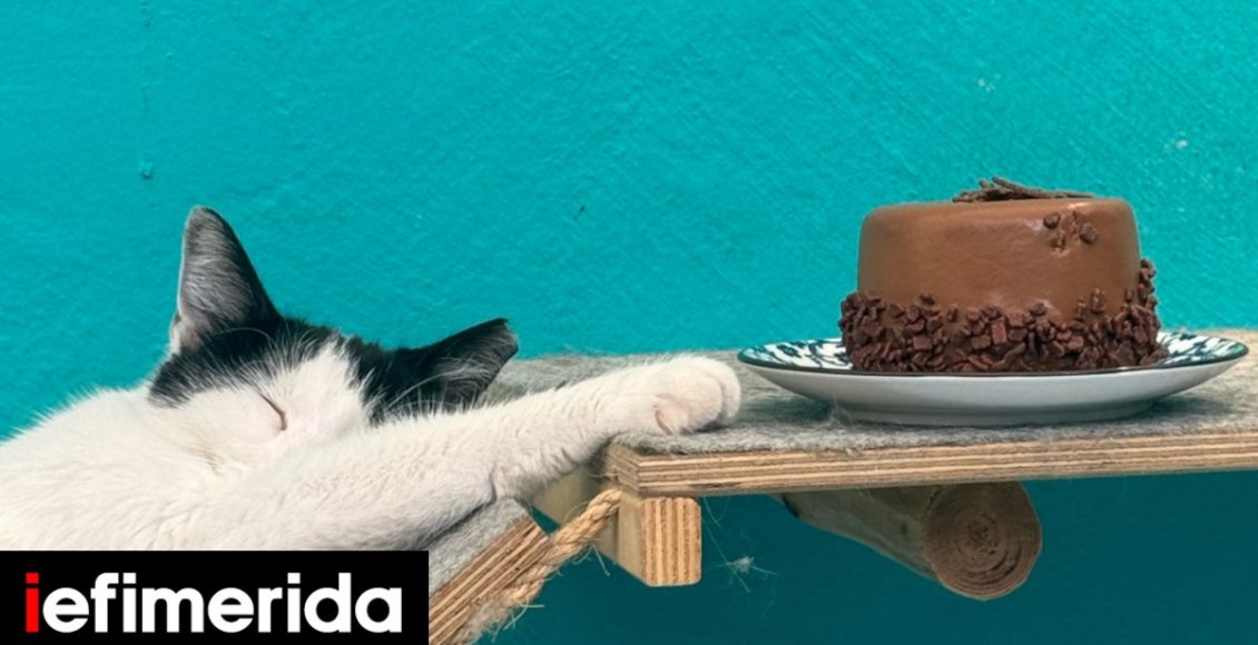Πήγαμε-στο-cat-cafe-athens:-Το-ιδανικό-μέρος-για-γατόφιλους-Διώχνει-το-στρες,-σερβίρει-φανταστικά-γλυκά
