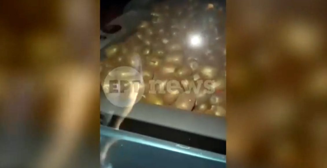 Βίντεο-ντοκουμέντο:-Αγρότες-έπιασαν-στα-πράσα-τους-κλέφτες-να-τους-παίρνουν-τα-ακτινίδια