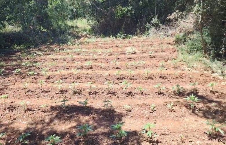 Χασισοφυτεία-857-δενδρυλλίων-εντοπίσθηκε-στην-Αρκαδία-–-Πήγαιναν-για-κέρδη-1,7-εκατ.-ευρώ