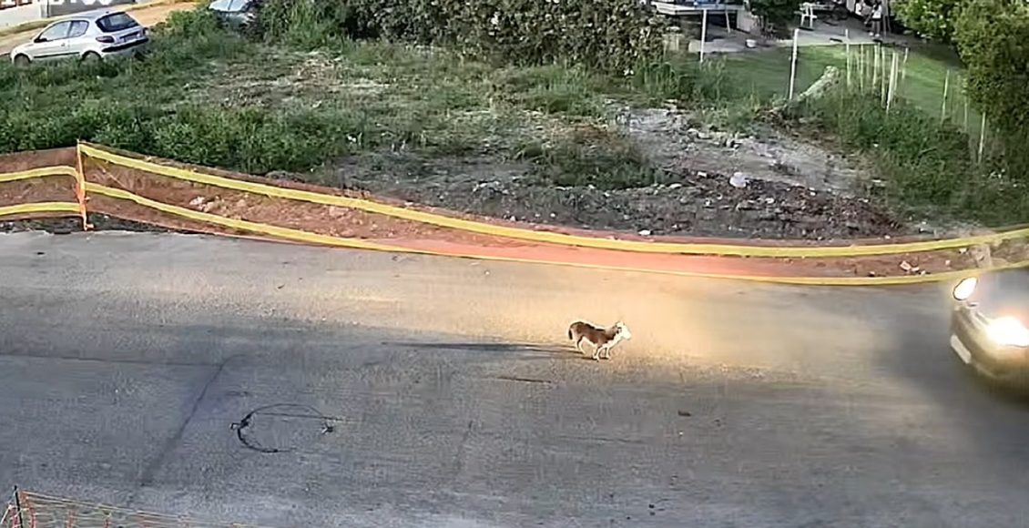 Φρίκη-και-αποτροπιασμός-στη-Γαστούνη:-Αναζητείται-οδηγός-που-πάτησε-και-σκότωσε-αδέσποτο-σκυλί-–-Σκληρές-εικόνες