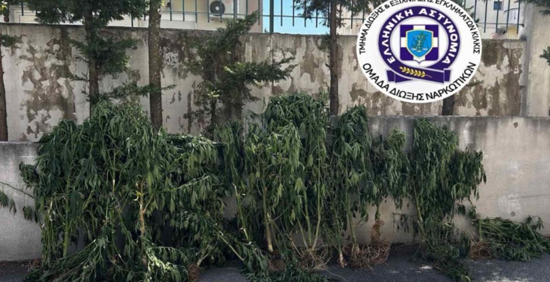 Θεσσαλονίκη:-Καλλιεργούσε-26-δενδρύλλια-κάνναβης-σε-δωμάτιο-του-σπιτιού-του-–-Κατασχέθηκαν-πάνω-από-4-κιλά