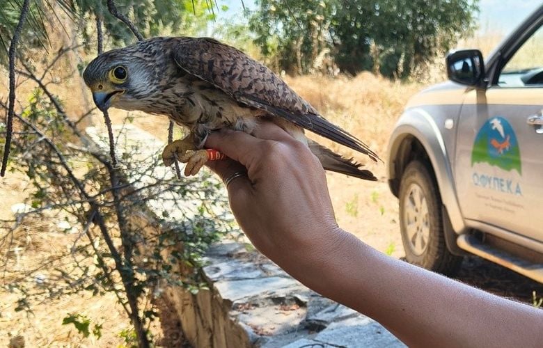 Δαχτυλίδια-παρακολούθησης-σε-κιρκινέζια,-χαλκοκουρούνες,-νυκτόβια-αρπακτικά-και-πελαργούς-–-Δείτε-εικόνες