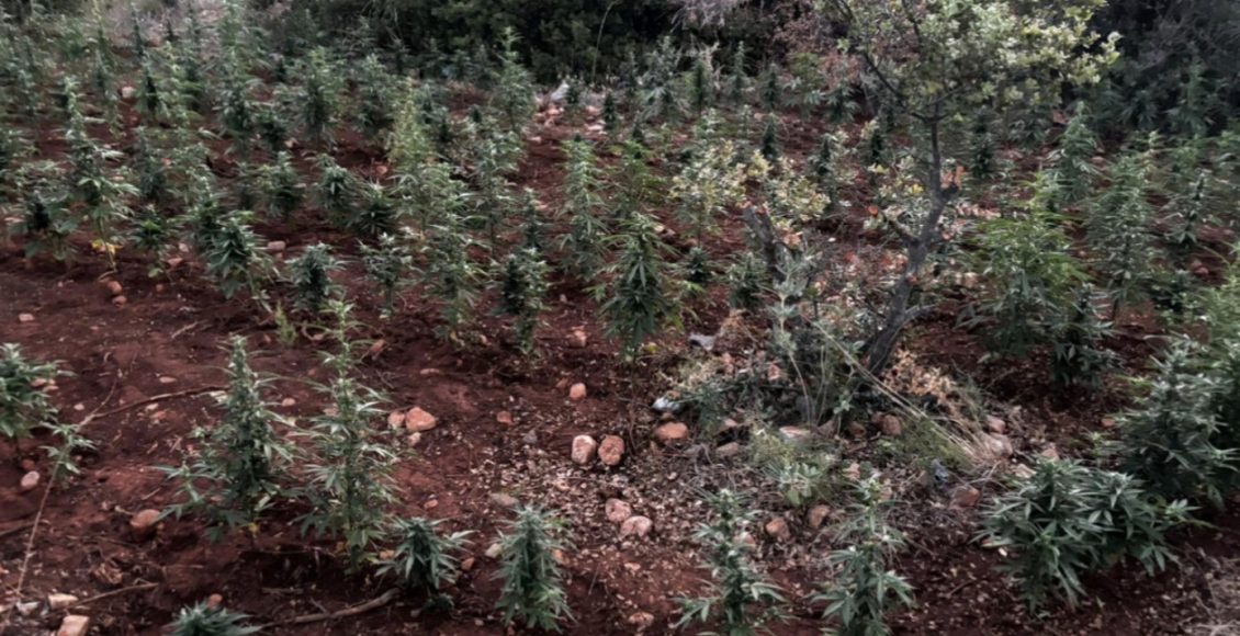 Φυτεία-με-πάνω-από-1.500-δενδρύλλια-κάνναβης-στη-Βοιωτία-–-Συνελήφθησαν-8-άτομα
