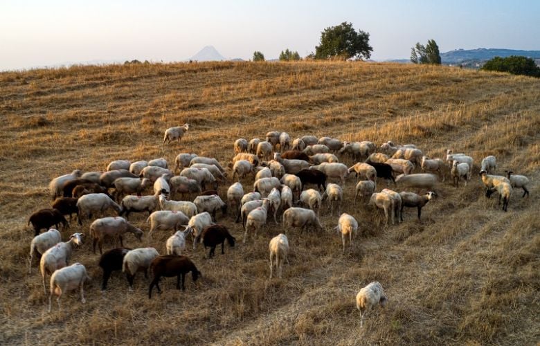 Αποζημιώσεις-38,1-εκατ.-ευρώ-σε-κτηνοτρόφους-για-ευλογιά,-πανώλη-και-αφθώδη-πυρετό