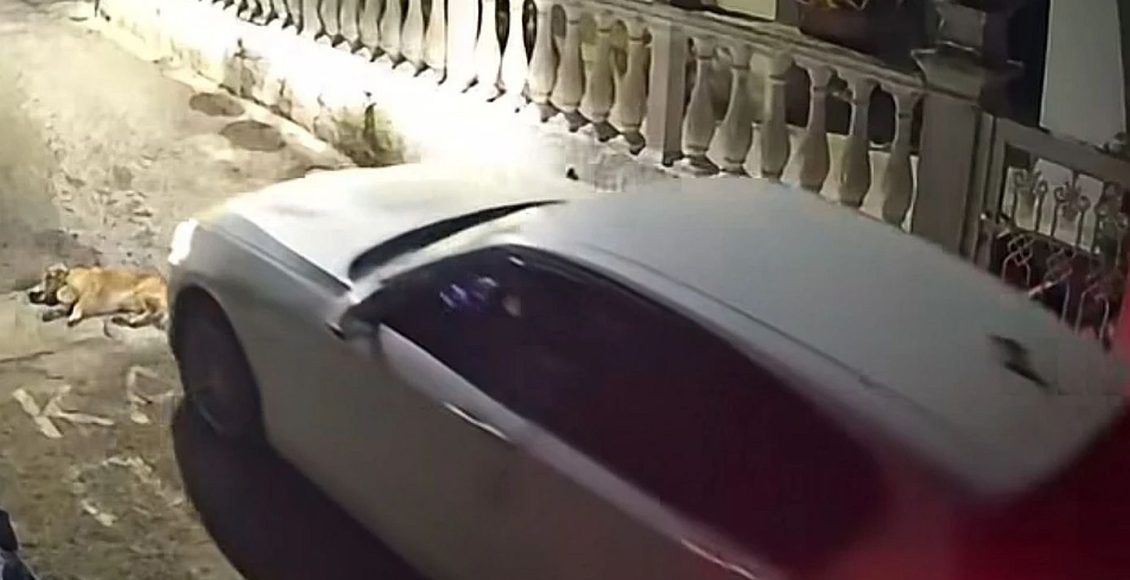 Στον-εισαγγελέα-η-44χρονη-που-πάτησε-και-σκότωσε-σκύλο-στη-Κέρκυρα:-«Δεν-ήθελα-να-πατήσω-το-ζώο»