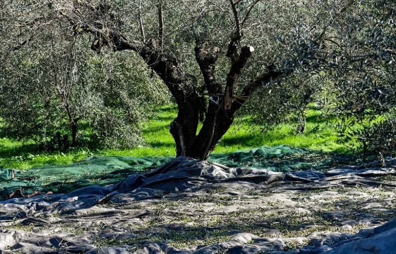 Σημαντική-μείωση-παραγωγής-της-φημισμένης-πράσινης-ελιάς-στην-Χαλκιδική