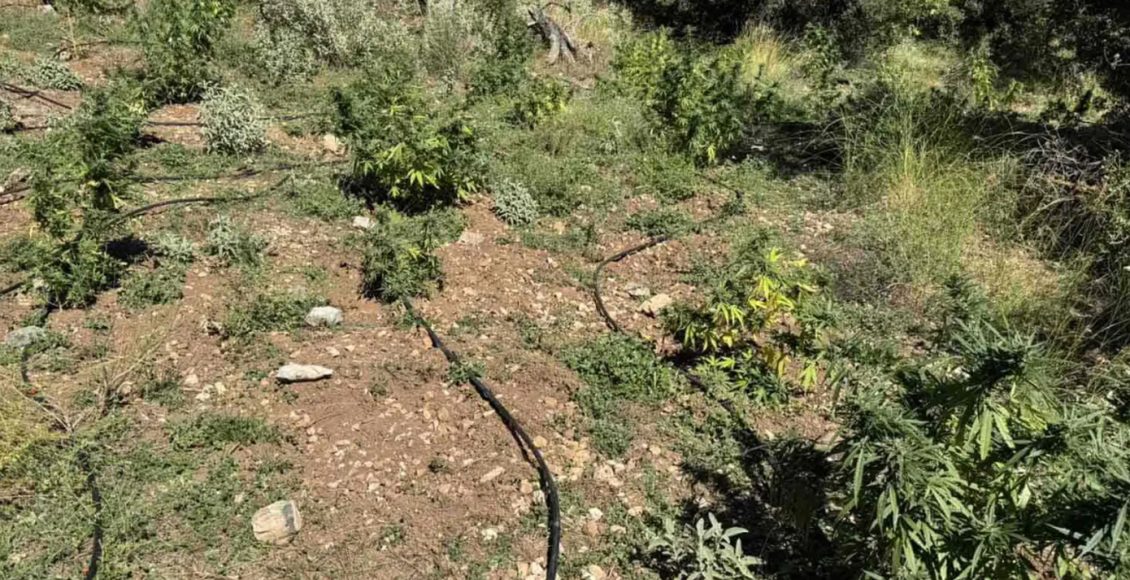 Φυτεία-με-330-δενδρύλλια-κάνναβης-μέσα-σε-δάσος-στην-Αχαΐα-–-Είχαν-απλώσει-50-κιλά-για-αποξήρανση-(φωτό)