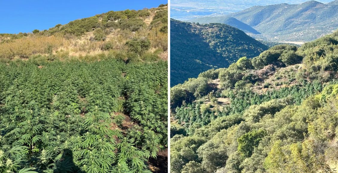 Φυτεία-με-812-δενδρύλλια-κρυμμένη-σε-δύσβατη-δασώδη-περιοχή-στη-Λάρισα-–-Δείτε-βίντεο-και-φωτογραφίες