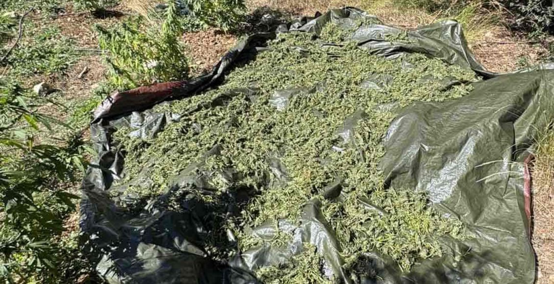 Φυτεία-με-505-δενδρύλλια-κάνναβης-συντηρούσε-46χρονος-στη-Μεσσηνία-–-Πάνω-από-500.000-ευρώ-το-προσδοκώμενο-κέρδος
